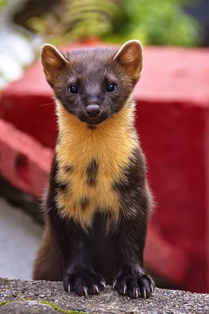 Croatian wildlife